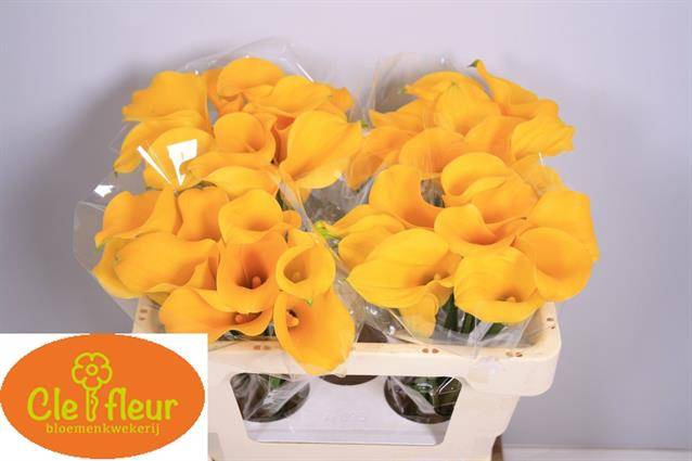 <h4>Zant Florex Gold</h4>