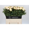 Paeonia Madame Claude Tain