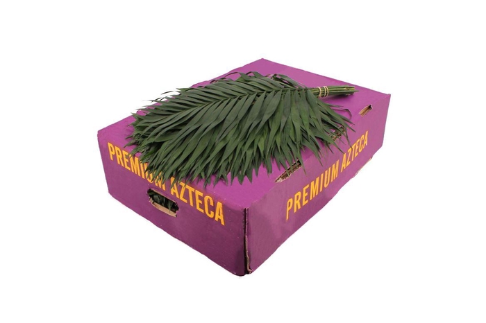 <h4>Chico Premium X40</h4>