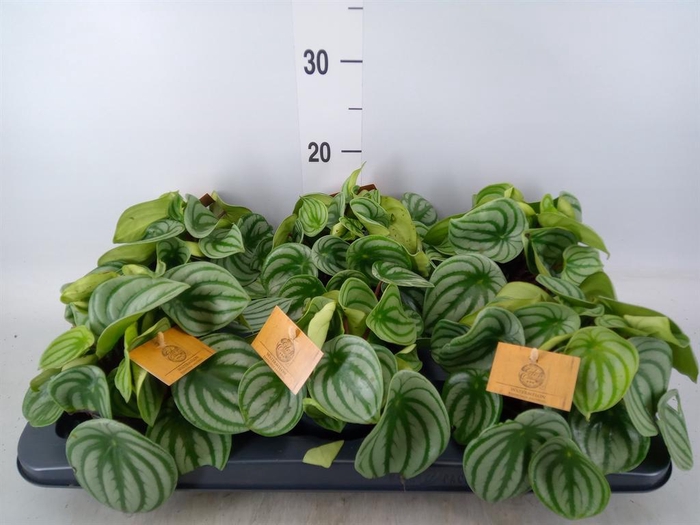 <h4>Peperomia argyreia</h4>