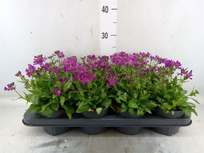 <h4>Arabis blepharophylla 'Fruhlingsza'</h4>