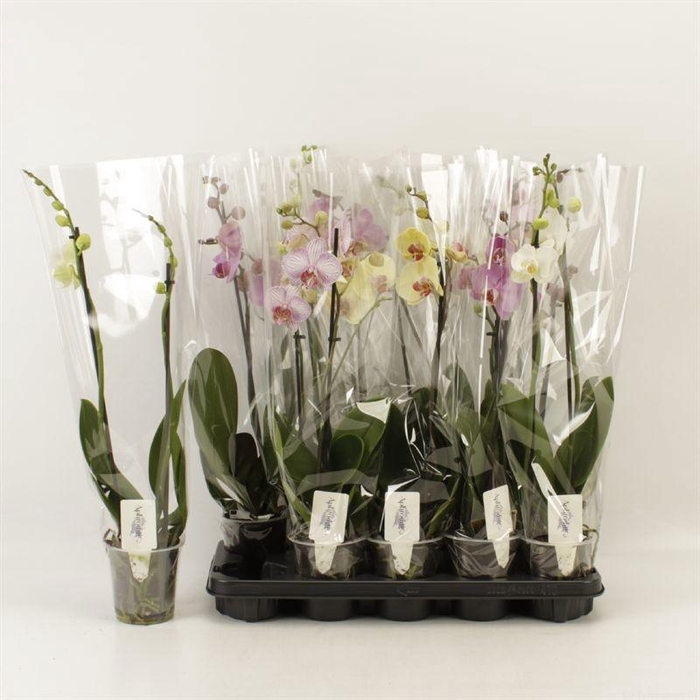 <h4>PHAL GEM 6 KL</h4>