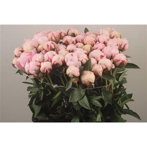 Paeo L Reine Hortens Ex