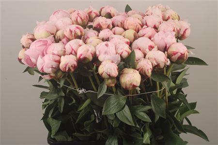 <h4>Paeo L Reine Hortens Ex</h4>