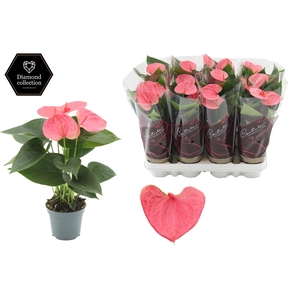 Anthurium 9 cm Sweet Dream in Couture Diamond Line Purple sleeve