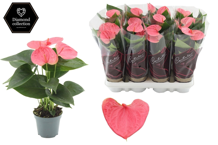 <h4>Anthurium 9 cm Sweet Dream in Couture Diamond Line Purple sleeve</h4>