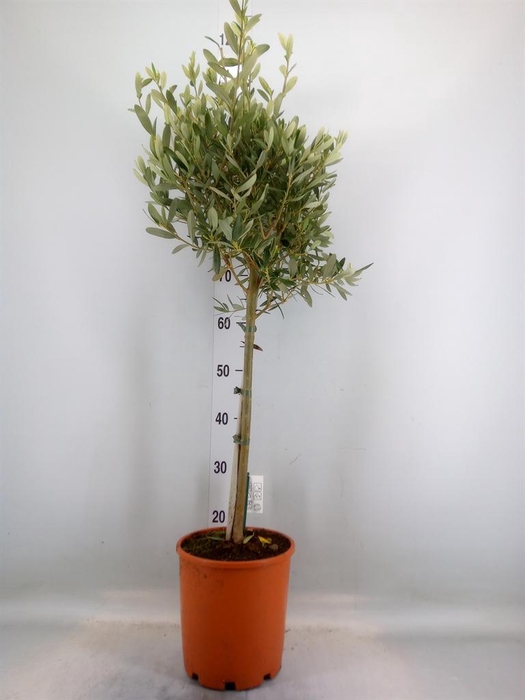 <h4>Olea europaea</h4>