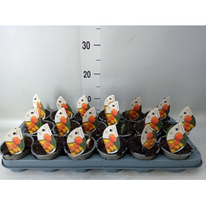 Tulipa DU 'Flamingo Baby'