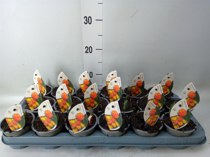 <h4>Tulipa DU 'Flamingo Baby'</h4>