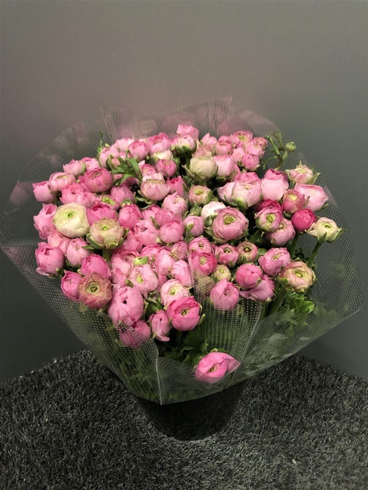 <h4>Ran Elegance Pink</h4>