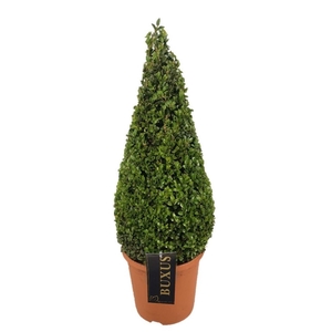 Buxus overig