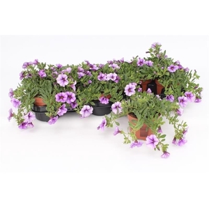 Calibrachoa Light Blue