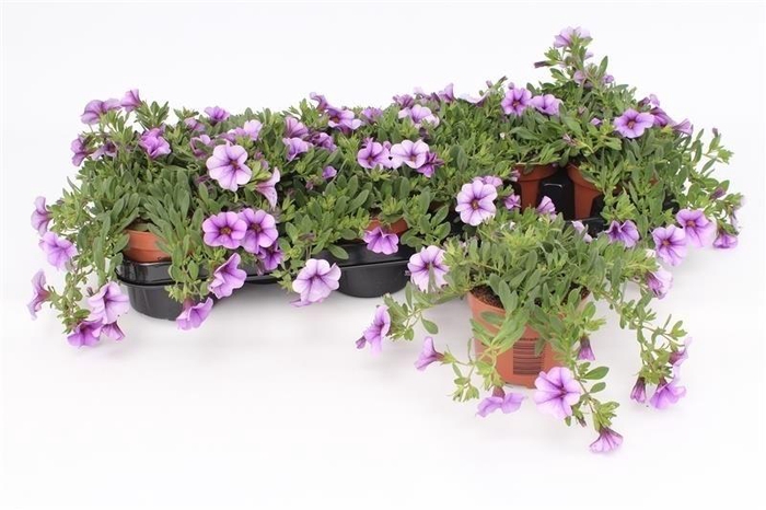 <h4>Calibrachoa Light Blue</h4>