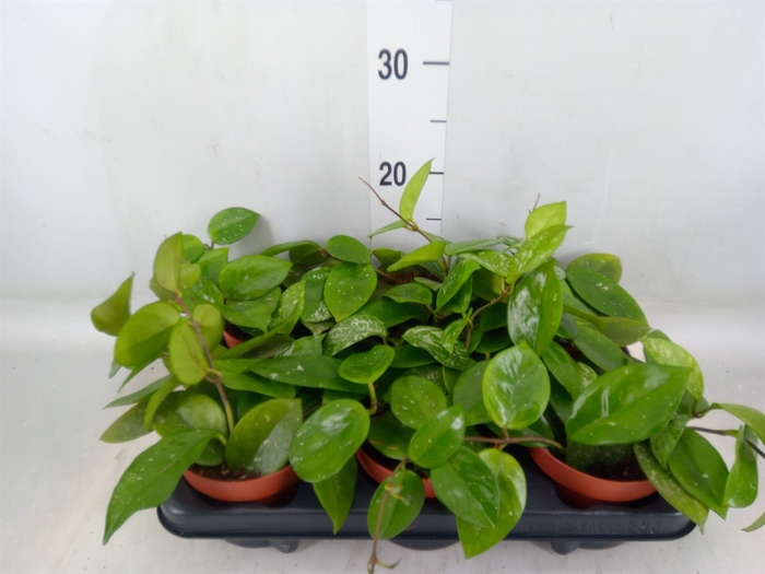 <h4>Hoya carnosa 'Freckles Splash'</h4>