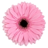 Gerbera Shanice Diamond