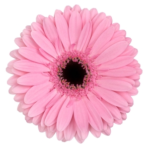 Gerbera Shanice Lang Gelijk 56cm Water x40