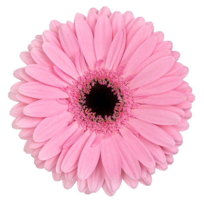 <h4>Gerbera Shanice Lang Gelijk 56cm Water x40</h4>
