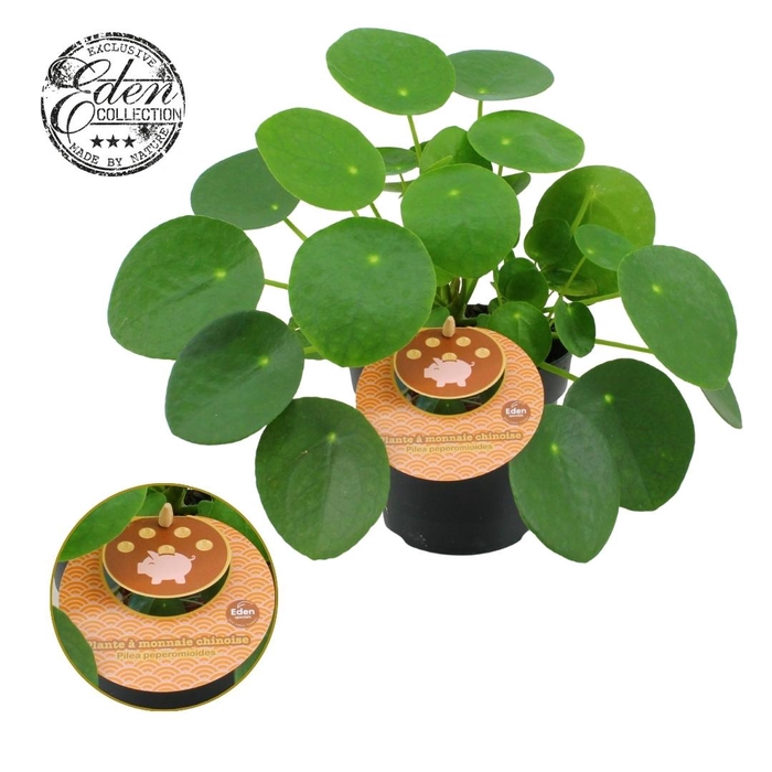 <h4>Pilea Peperomioides 12cm Frans etiket</h4>