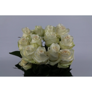 Rosa ec candlelight