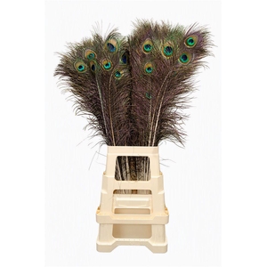 Feather Peacock Natural 80-90cm