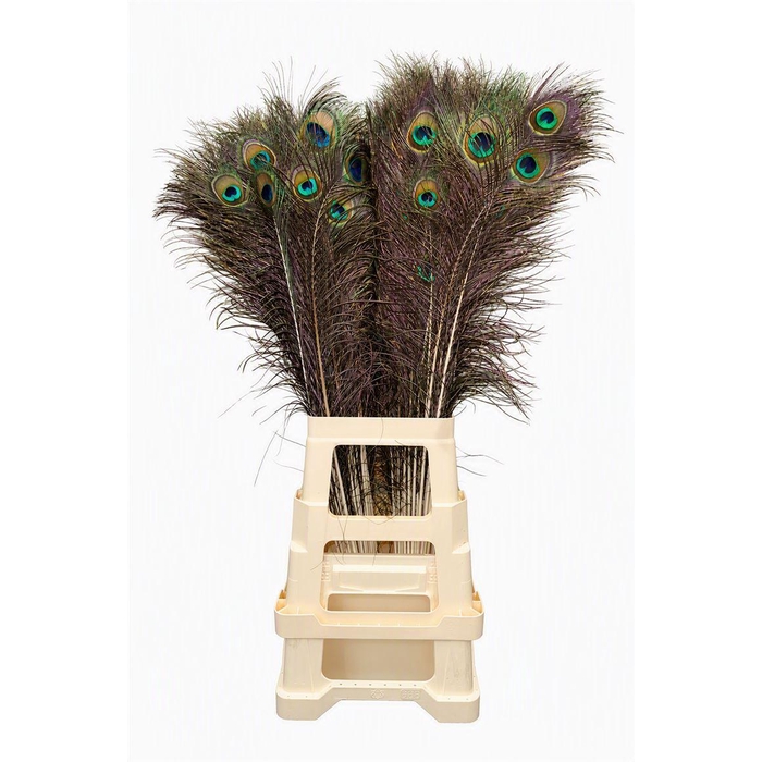 <h4>Feather Peacock Natural 80-90cm</h4>