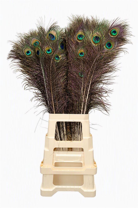 <h4>Feather Peacock Natural 80-90cm</h4>
