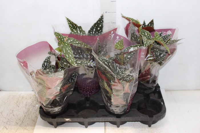 <h4>BEGONIA MACULATA SPOTLIGHT GREEN P13</h4>