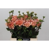 Dahlia Orange Perception