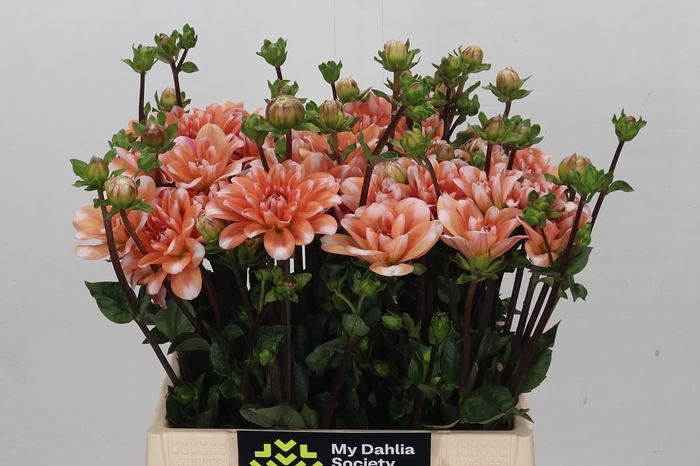 <h4>Dahlia Orange Perception</h4>