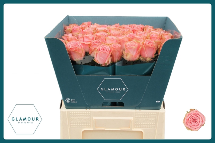 <h4>R GR SOPHIA LOREN</h4>