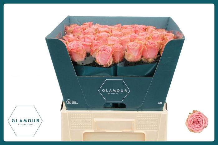 <h4>R GR SOPHIA LOREN</h4>