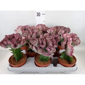 Euphorbia lactea