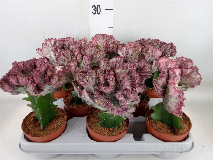 <h4>Euphorbia lactea</h4>