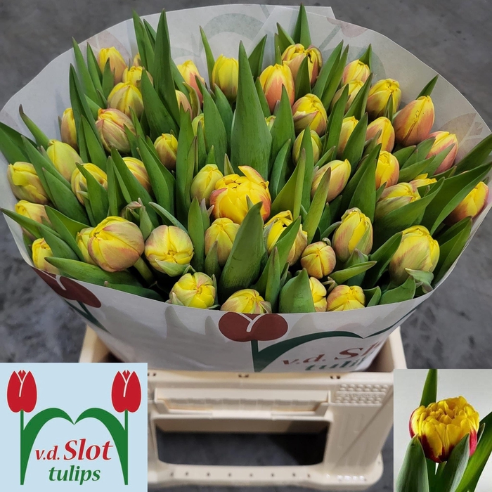 <h4>TU DU PERUGIA</h4>