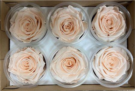 <h4>Pr 1 Pea89 Xl</h4>