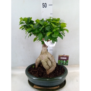 Ficus microcarpa 'Ginseng'
