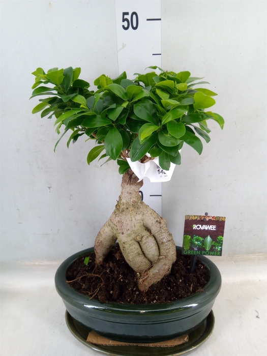 <h4>Ficus microcarpa 'Ginseng'</h4>