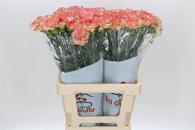 <h4>DIANTHUS ST NOWO*</h4>