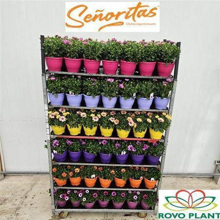 Osteo Senoritas Gem 3 Srt