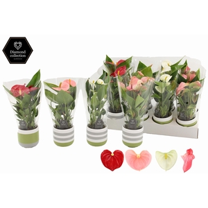 Anthurium 7 cm 3 color mix in Alice ceramics