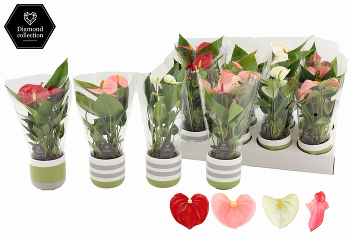 <h4>Anthurium 7 cm 3 color mix in Alice ceramics</h4>