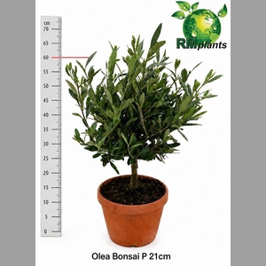 OLEA EUROPAEA