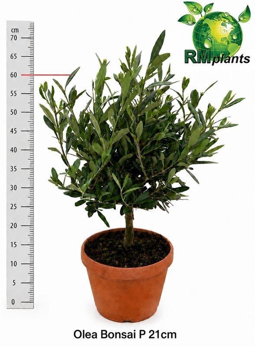 <h4>OLEA EUROPAEA</h4>
