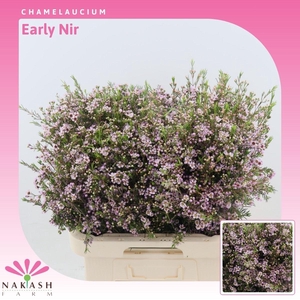 Chamelaucium Early Nir