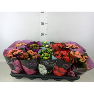 Kalanchoe blos.   ..rosebud rs fl 5