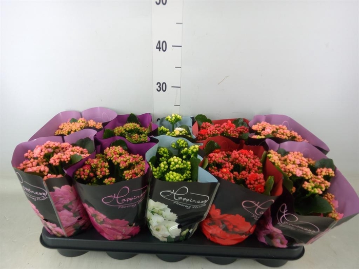 <h4>Kalanchoe blos.   ..rosebud rs fl 5</h4>