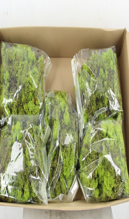 <h4>Moss Icelandic 500gr L.Green</h4>