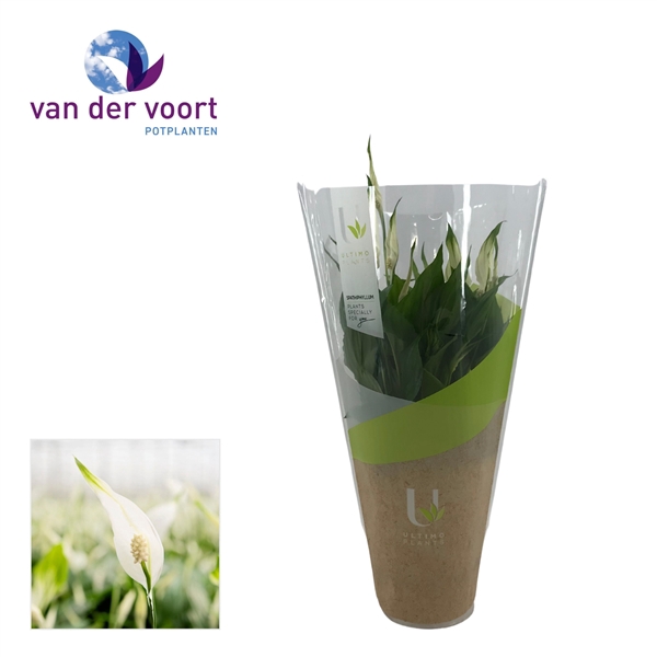<h4>Spathiphyllum Bellini - 13 cm in Ultimo</h4>