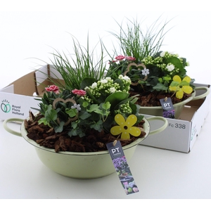 ARR TUINPLANTEN