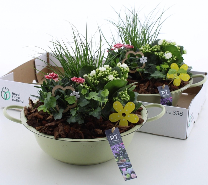 <h4>ARR TUINPLANTEN</h4>